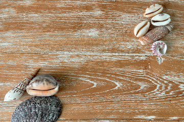 multicolored sea shells lying on a wooden textured board