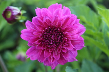 pink dahlia flower closeup