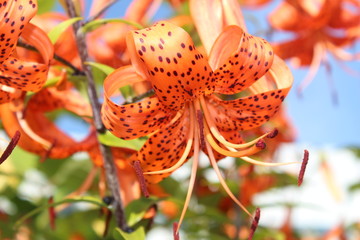 Orange Lily