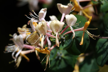 Honeysuckle Flower, Honeysuckle Honeysuckle, Goat Honeysuckle, Fragrant Honeysuckle