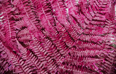 Background of green fern leaves stacked side by side. Horizontal orientation