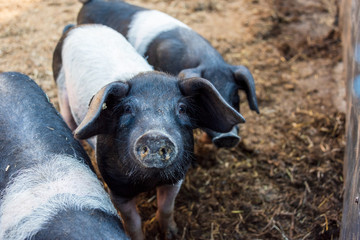 Aufzucht Angeler Sattelschweine auf dem Versuchsgut Lindhof der Universität Kiel