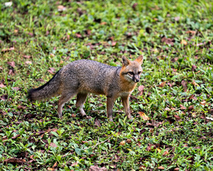 Naklejka na ściany i meble Grey fox animal Stock Photo. Grey fox animal walking in a field, displaying fur, body, head, ears, eyes, nose, bushy tail in its surrounding and environment with a surrounded green foliage.
