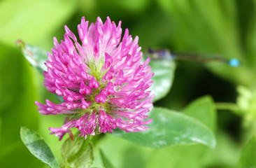 Clover Flowers - Trifolium pratense
