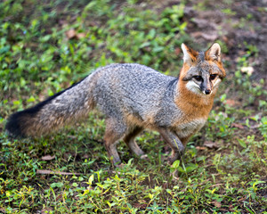 Naklejka na ściany i meble Grey fox animal Stock Photo. Grey fox walking in a field, displaying grey fur, head, ears, eyes, nose, bushy tail with a blur background in its habitat and environment looking at the camera. Picture.