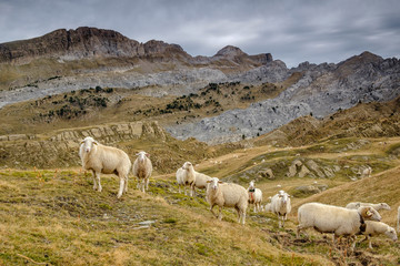 Fototapeta premium rebaño de ovejas, Linza, Parque natural de los Valles Occidentales, Huesca, cordillera de los pirineos, Spain, Europe