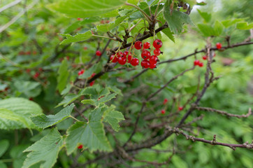 Red berries of a red currant shrub in the ripening period