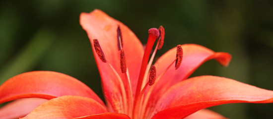 Lily flower