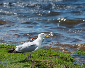 Seagull Stock Photo.  Seagull standing by the water on grass displaying white and grey feather plumage, body, head, beak, eye, feet, with a blur water background.