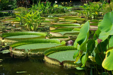 Victoria amazonica - Riesenseerosenblätter