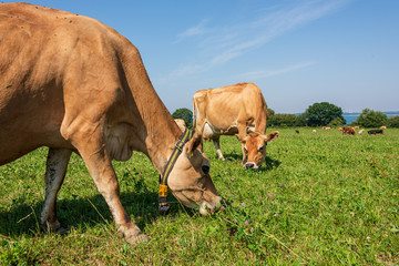 Jersey Milchrinder  auf der Weide des Versuchsgutes Lindhof  der Universität Kiel an der Eckernförder Bucht