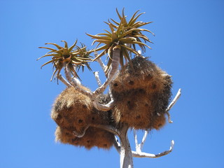Big bird's nest hanging in a tree in Africa