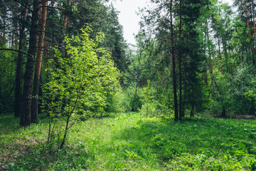 Thickets in dense forest. Scenic view with contrasts of deep forest. Beautiful woody landscape surrounded by many trees and lush vegetation. Forest scenery with rich flora. Atmospheric woodland.