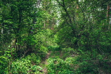 Thickets in dense forest. Scenic view with contrasts of deep forest. Beautiful woody landscape surrounded by many trees and lush vegetation. Forest scenery with rich flora. Atmospheric woodland.