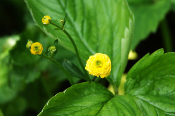 Flowering bush with small yellow flowers