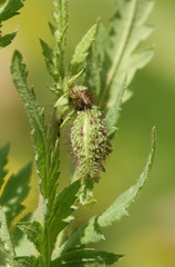 Maca flower bud