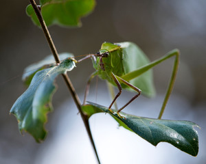Katydid Insect Stock Photos.  Katydid insect on a branch tree with a blur background in its habitat and environment. Picture. Portrait. Image.