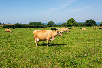 Jersey Milchrinder  auf der Weide des Versuchsgutes Lindhof  der Universität Kiel an der Eckernförder Bucht