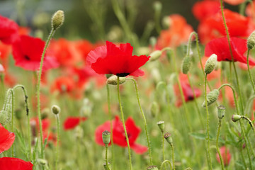 Fototapeta premium Poppy flower with red petals