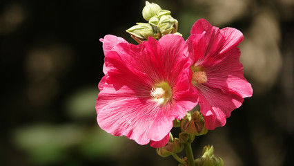 Mallow flower