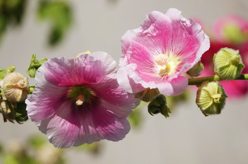 Obraz premium Mallow flower