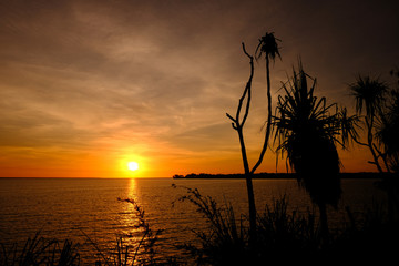 Obraz premium Sunset with silhouettes of wild plants at the foreground, right side. Sun hiding on the left third of the picture. Orange and yellow vivid colors. Fannie bay, Darwin, Northern Territory, Australia