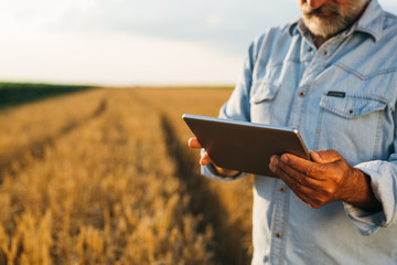farmer standing in corn field using tablet computer