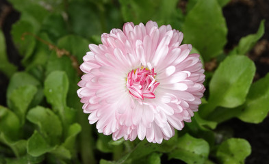 Obraz premium Daisies flowers of different colors