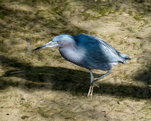 Little Blue Heron bird Stock Photos. Little Blue Heron bird close-up profile view in the water displaying blue feather plumage, body, head, beak, eye, feet with a blur background in its environment.