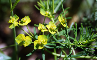 Euphorbia flowers