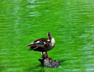 Duck from Hauz Khas Village, Delhi, India