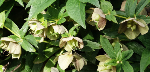 Hellebore flowers