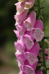 Digitalis flowers