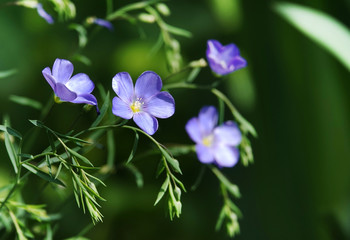 Forget-me-not Alpine flowers with blue flowers