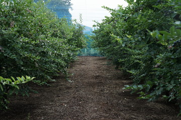 blueberry plantation