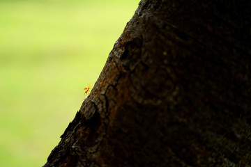 red ant walking on the trunk of tree