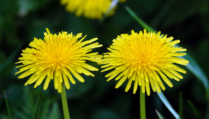 Yellow flowers dandelions - nature of Ukraine