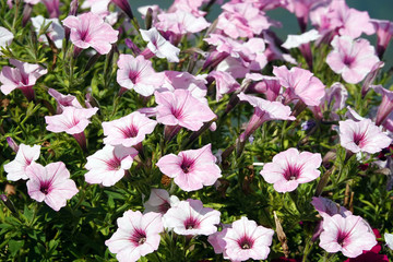 Naklejka premium Petunia flower