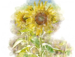 Fototapeta na wymiar Blühstreifen mit Sonnenblumen an Feldrändern sollen Bienen und Insekten anlocken