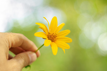 Yellow wild flower in a man's hand on blurred green background with selective focus close-up. Romantic gift girlfriend.