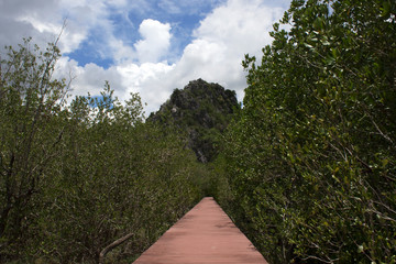 Fototapeta na wymiar Pathway leading to the mountain with forest on the left and right.
