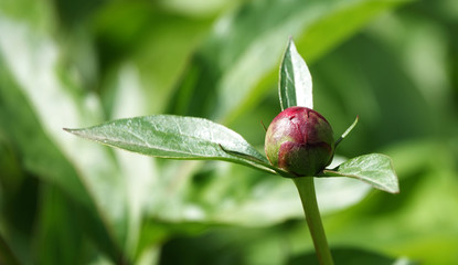 Peony flower