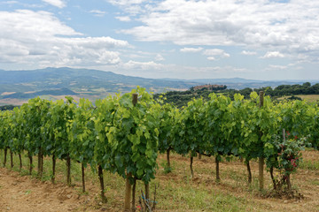 Italien - Toskana - Montalcino - Sant'Angelo in Colle
