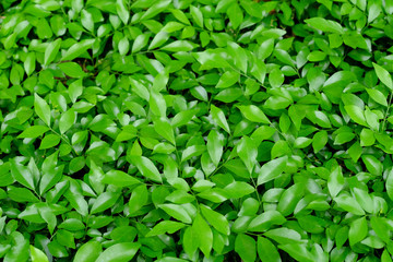 green leaves of bush texture