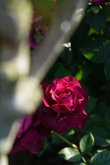 Light Purple Flower of Rose 'Intrigue' in Full Bloom
