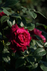 Light Purple Flower of Rose 'Intrigue' in Full Bloom
