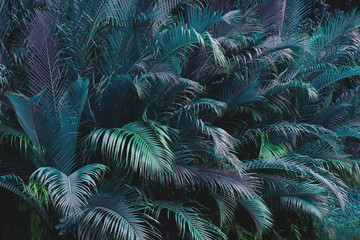 Fototapety  liście palm tropikalnych w lesie ze światłem i cieniem, ton w stylu vintage