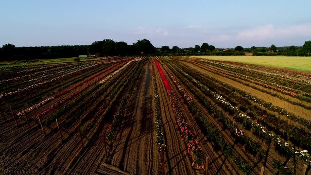 Luftaufnahme mit einer Drohne von bunten Rosenfeldern