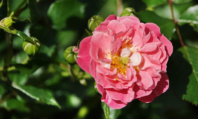Rose flower