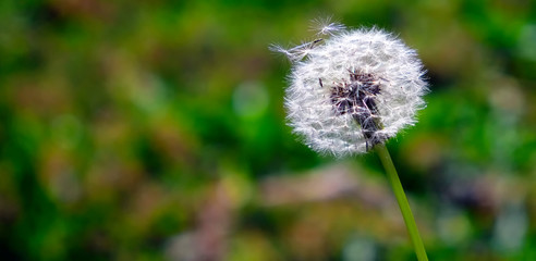 Dandelion on a green meadow